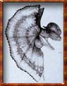 Picture of Dilophosaur